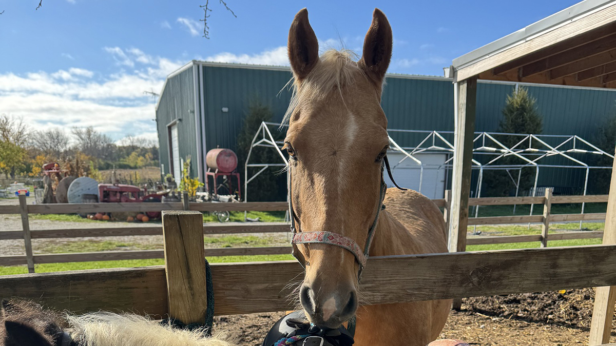 Spring Break Camp on the Farm at Susanna Farms